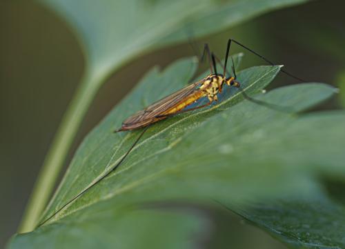 Nephrotoma flavescens